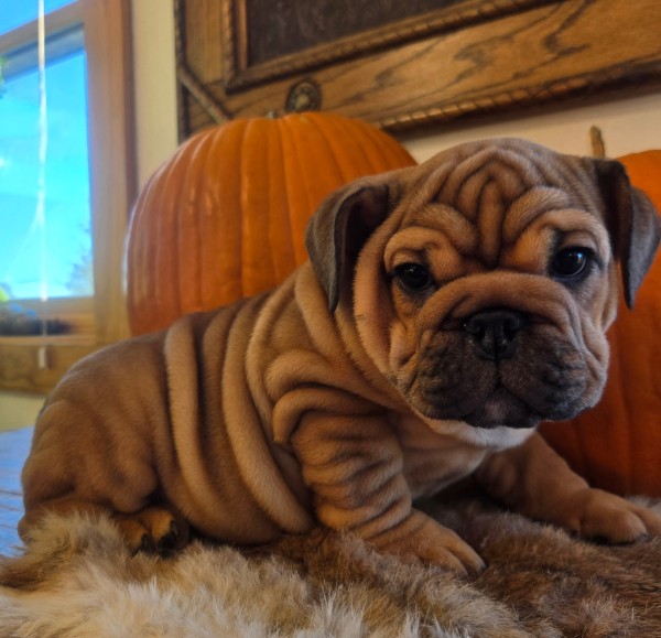 English Bulldog puppy Quincy