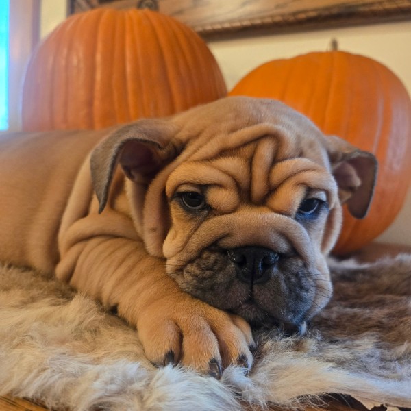 English Bulldog puppy Lander