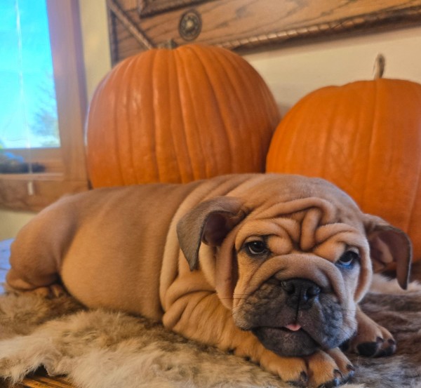English Bulldog puppy Lander