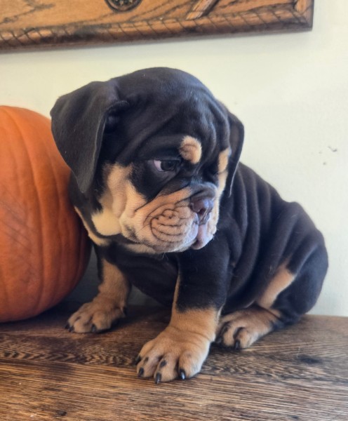 English Bulldog puppy Wilson