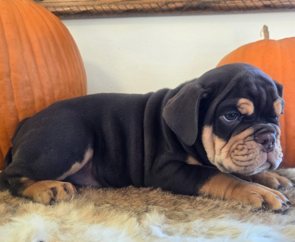 English Bulldog puppy Wilson