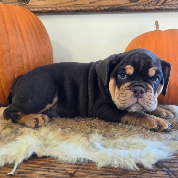 English Bulldog puppy Wilson