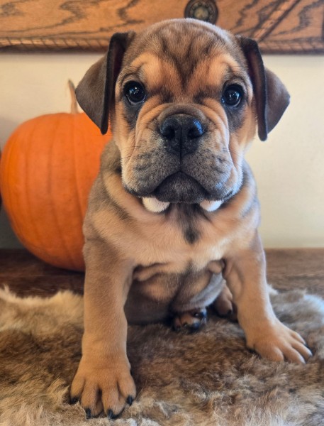 English Bulldog puppy Lucky