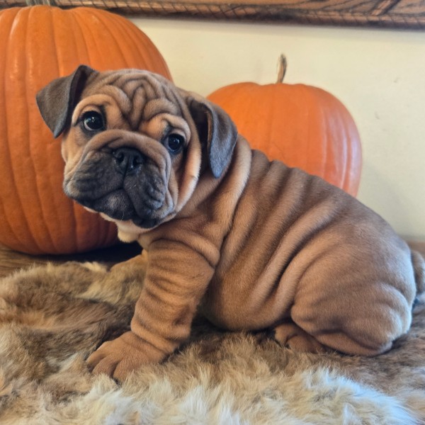 English Bulldog puppy Quincy