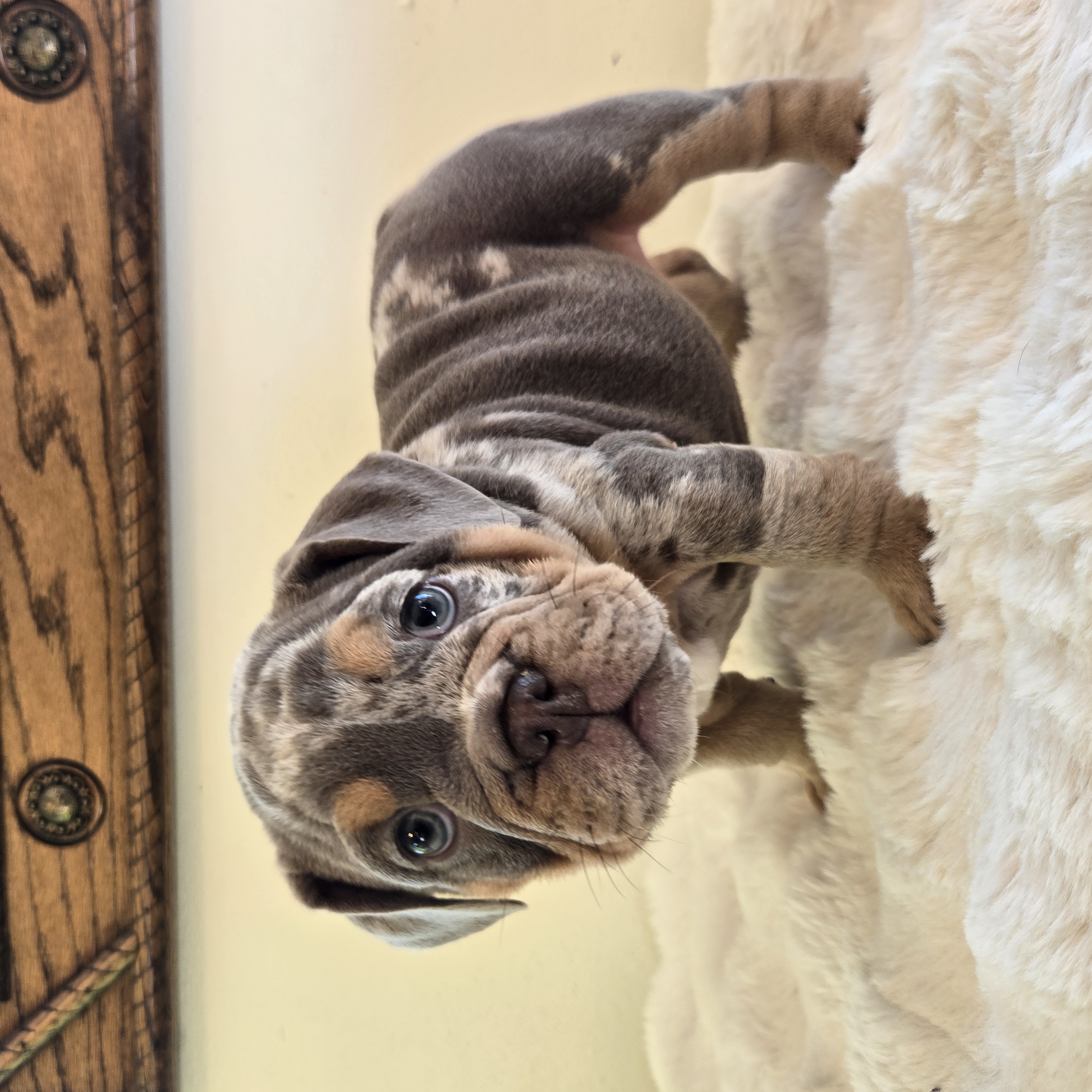 English Bulldog puppy CHANEL