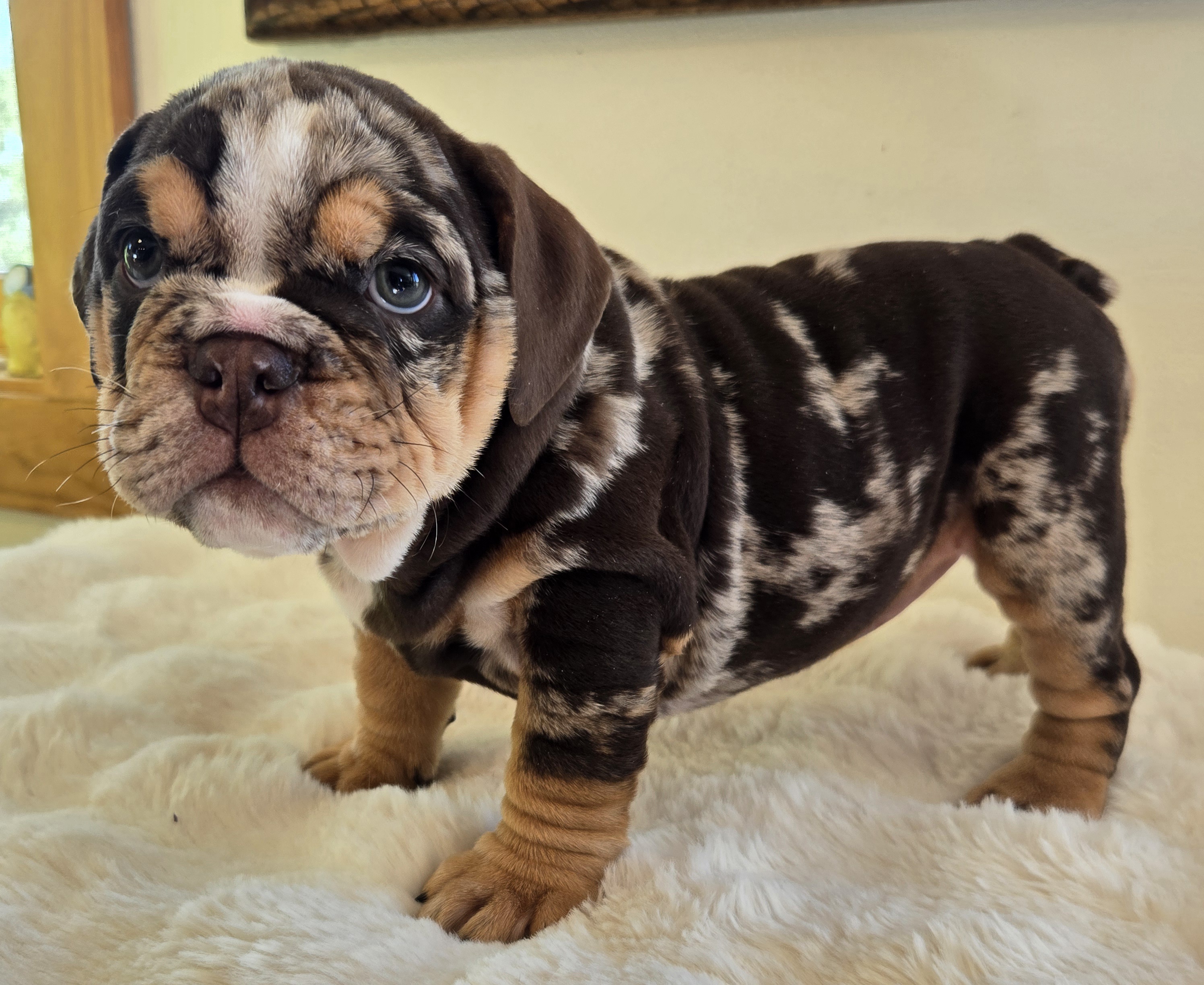 English Bulldog puppy PRADA