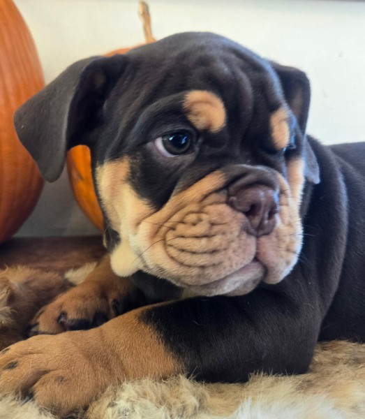 English Bulldog puppy Wilson