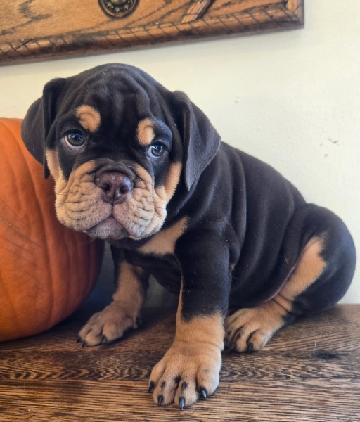 English Bulldog puppy Wilson