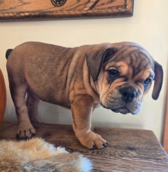 English Bulldog puppy Quincy