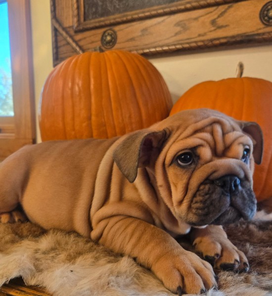 English Bulldog puppy Lander
