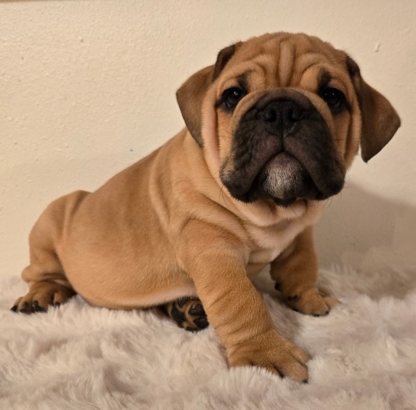 English Bulldog puppy MAX