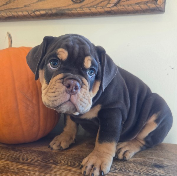 English Bulldog puppy Wilson