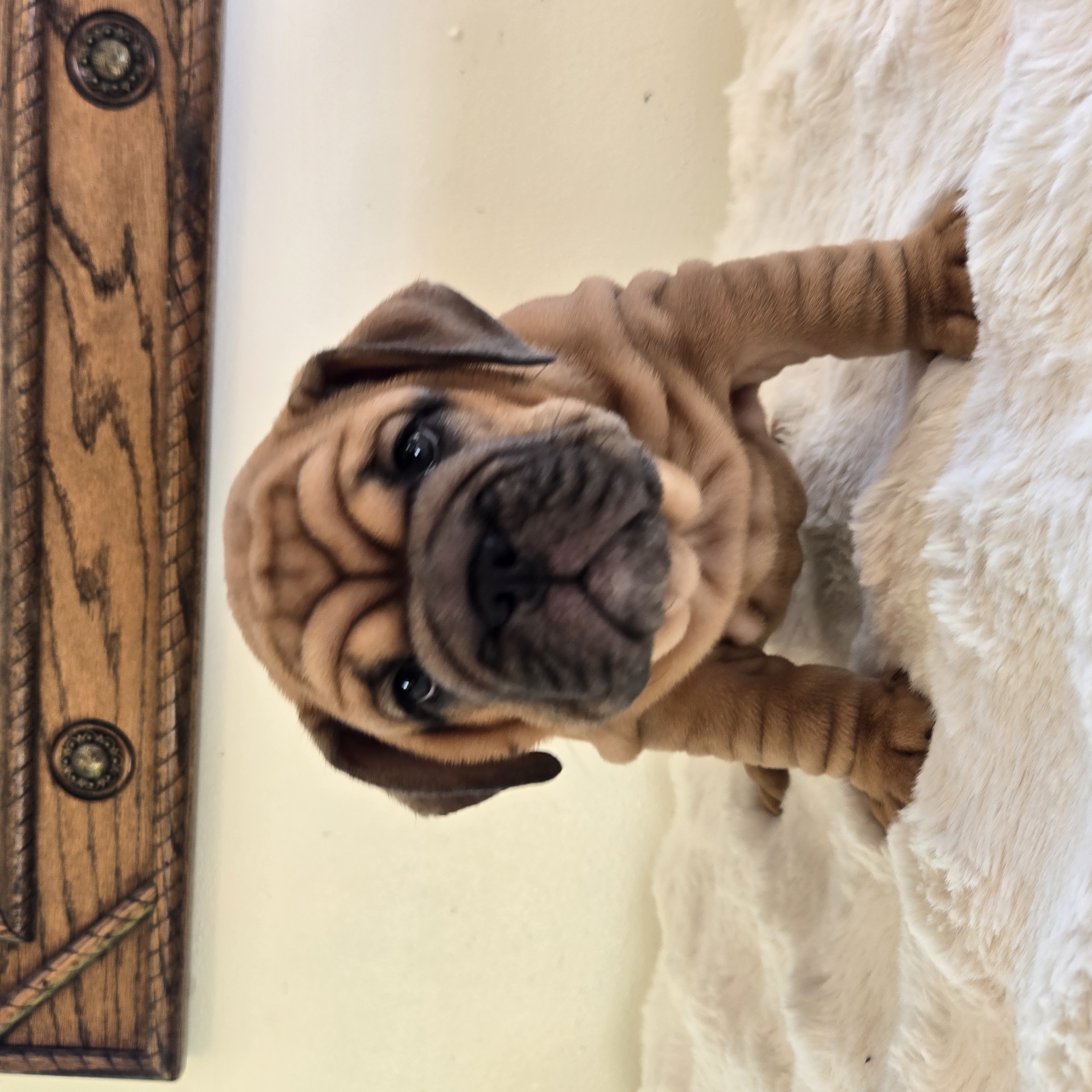 English Bulldog puppy RUBY