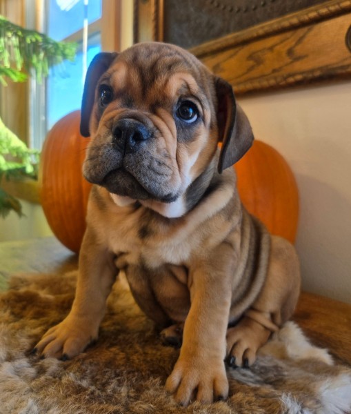 English Bulldog puppy Lucky