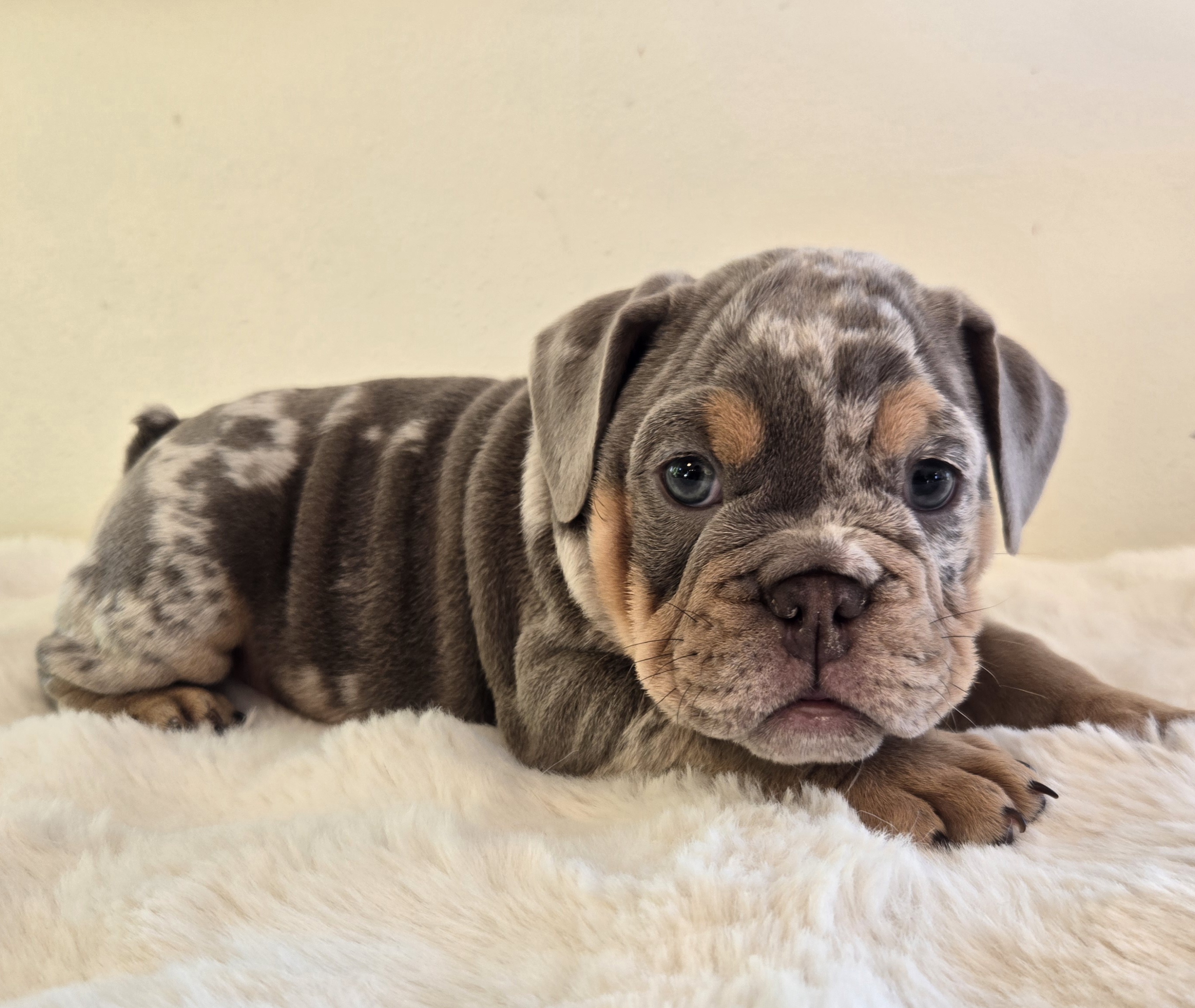 English Bulldog puppy CHANEL