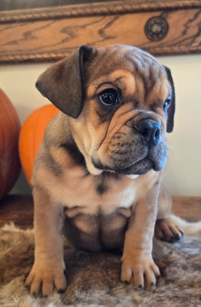 English Bulldog puppy Lucky