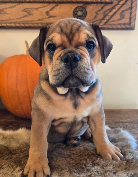 English Bulldog puppy Lucky