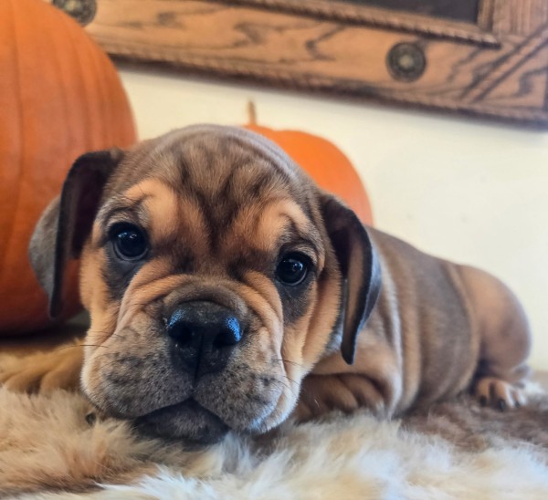 English Bulldog puppy Lucky