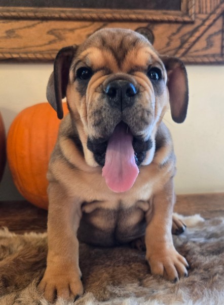 English Bulldog puppy Lucky