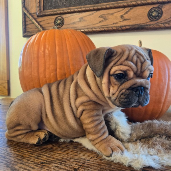 English Bulldog puppy Quincy
