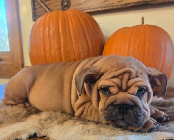 English Bulldog puppy Lander