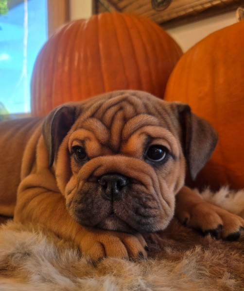 English Bulldog puppy Quincy