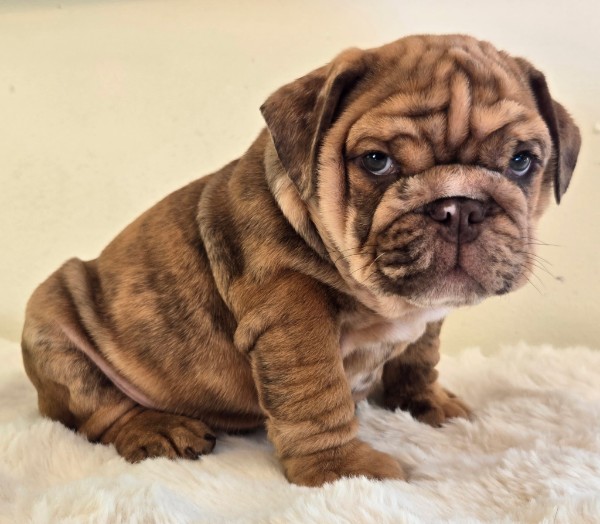 English Bulldog puppy Diesel