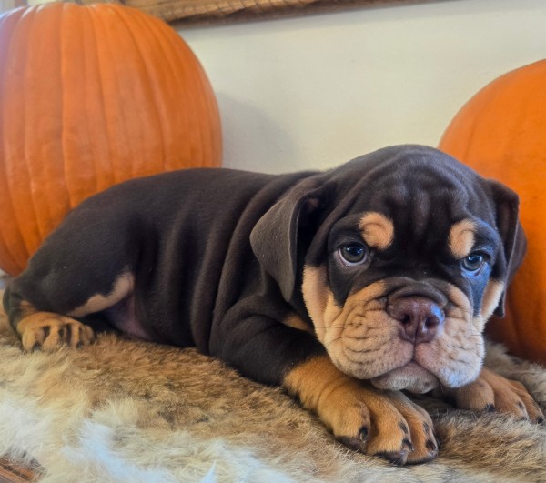 English Bulldog puppy Wilson
