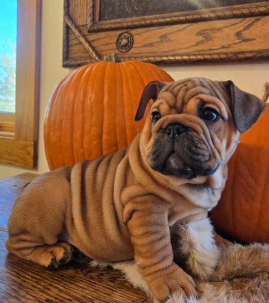 English Bulldog puppy Quincy