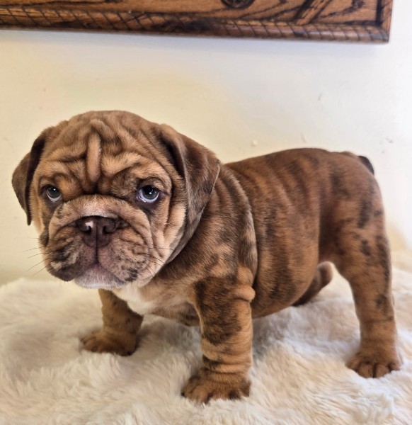 English Bulldog puppy Diesel