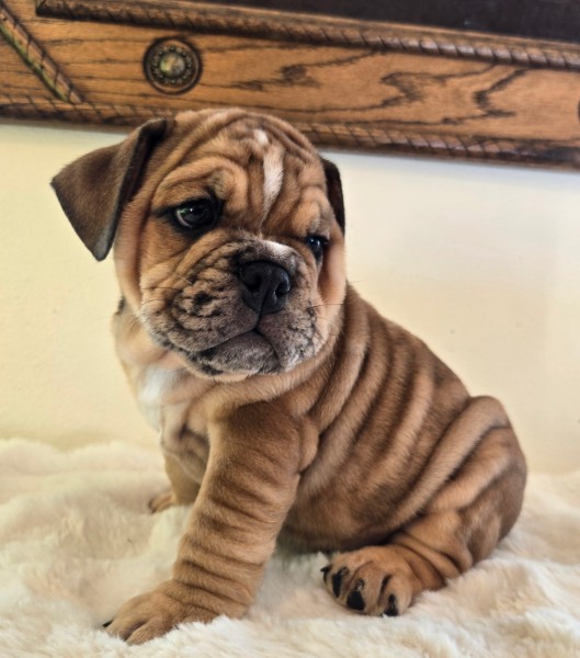 English Bulldog puppy Diesel