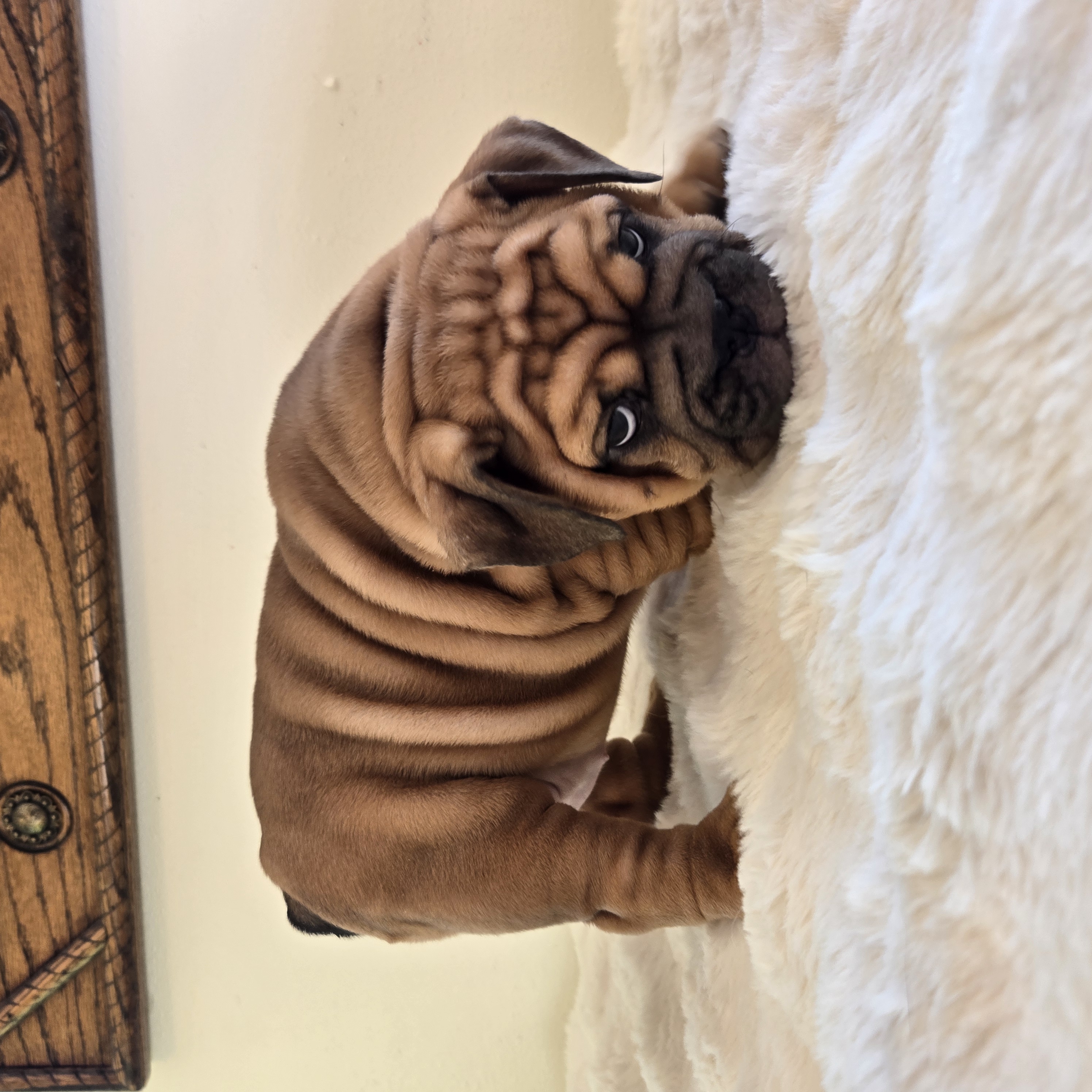 English Bulldog puppy RUBY