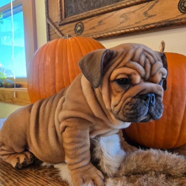 English Bulldog puppy Quincy