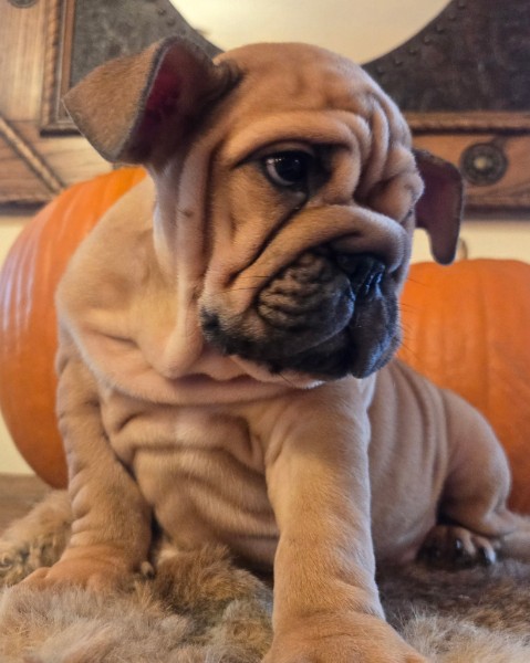 English Bulldog puppy Lander