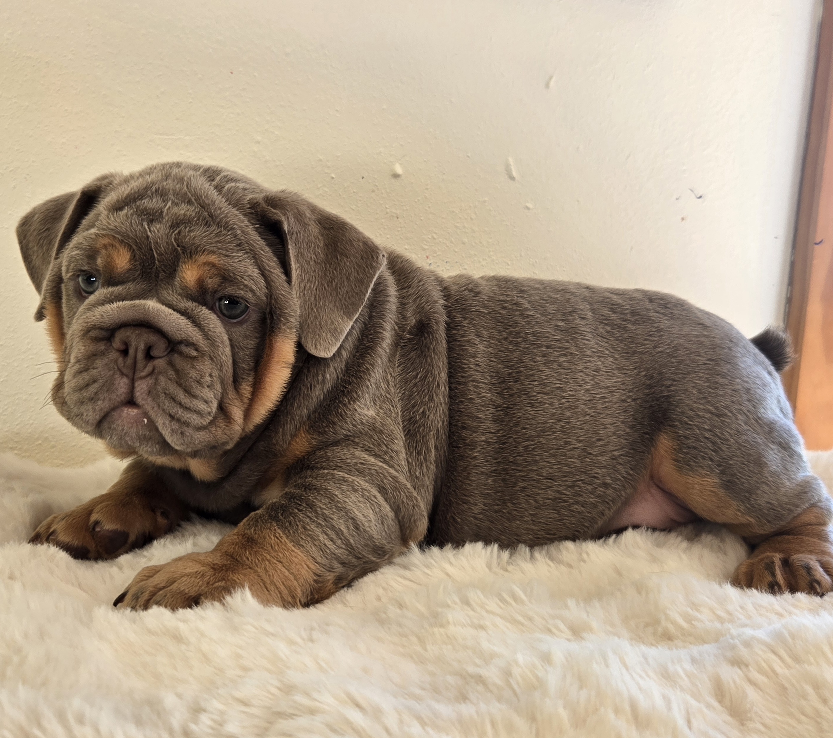 English Bulldog puppy Saphora