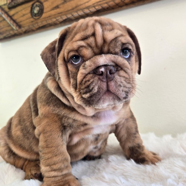 English Bulldog puppy Diesel