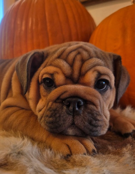 English Bulldog puppy Quincy