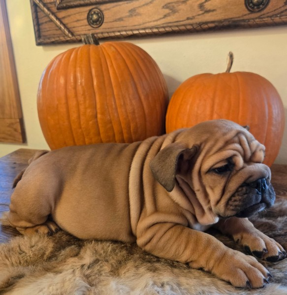 English Bulldog puppy Lander