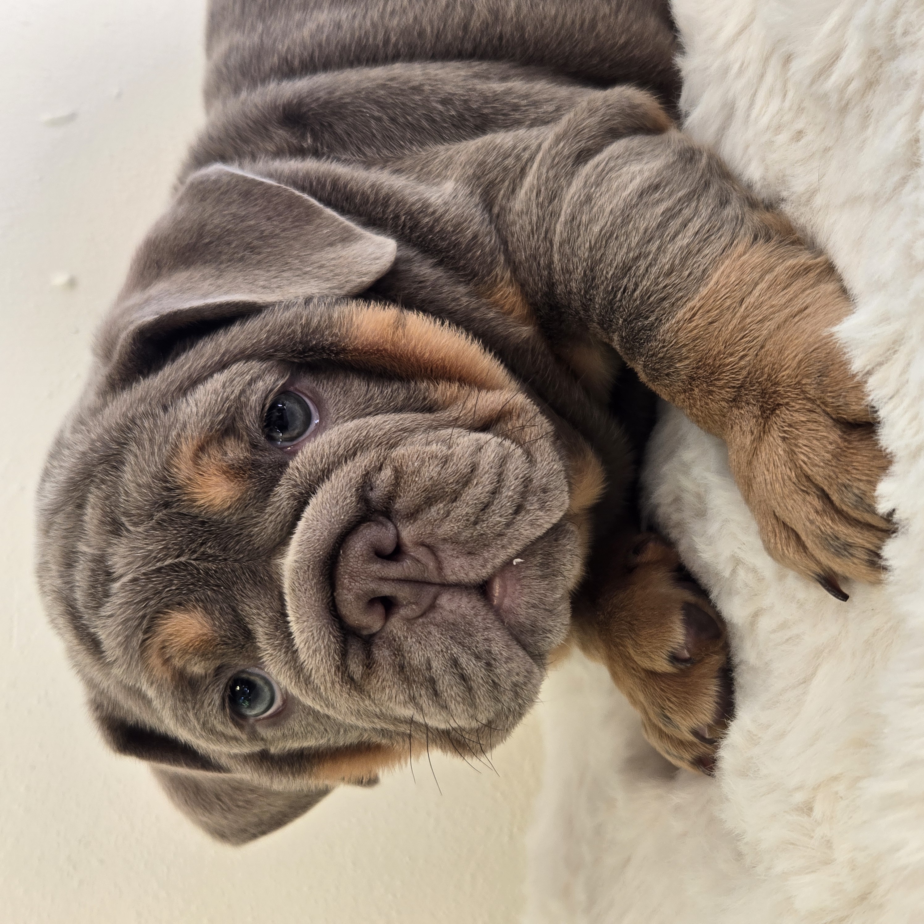English Bulldog puppy Saphora