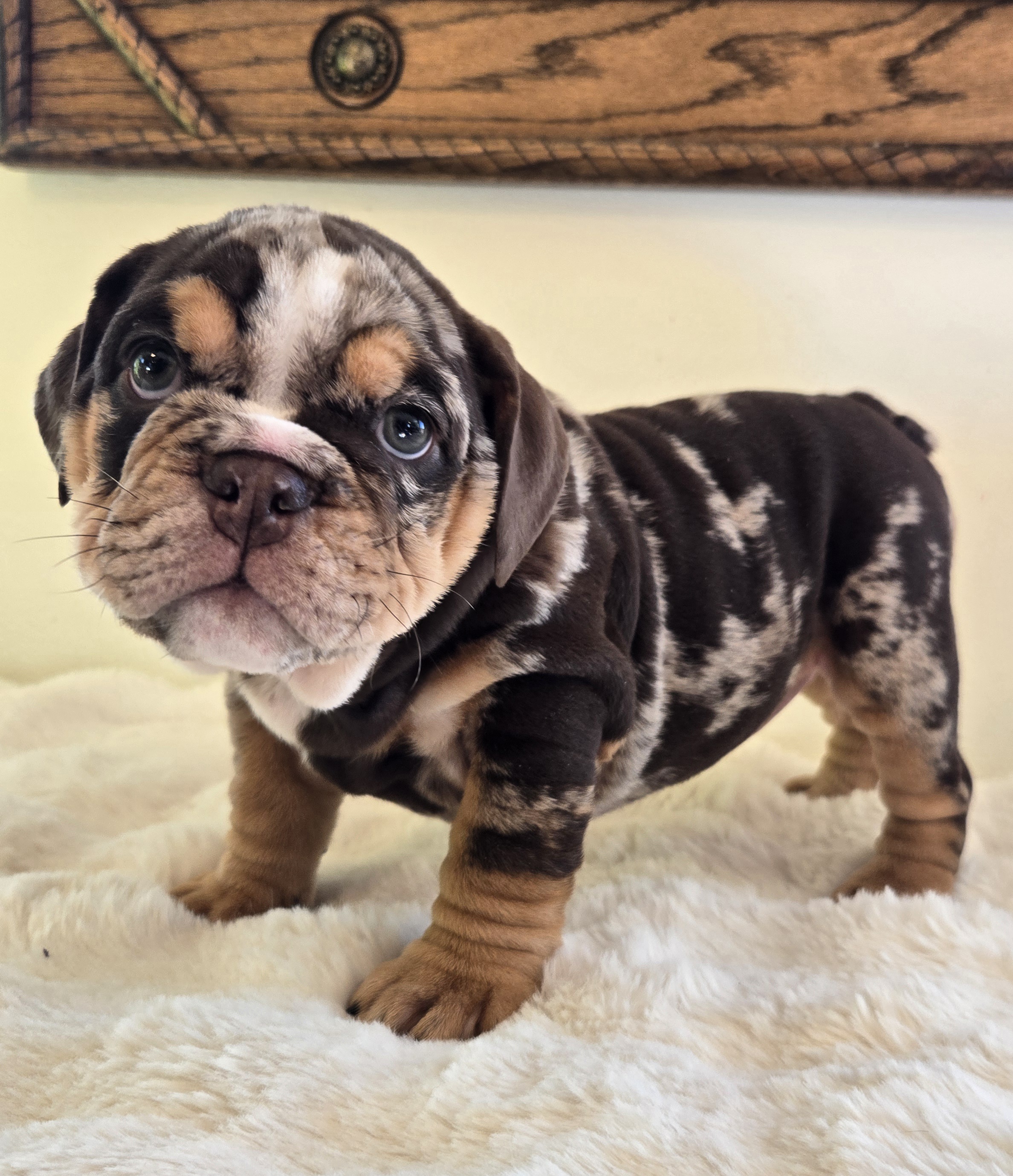 English Bulldog puppy PRADA