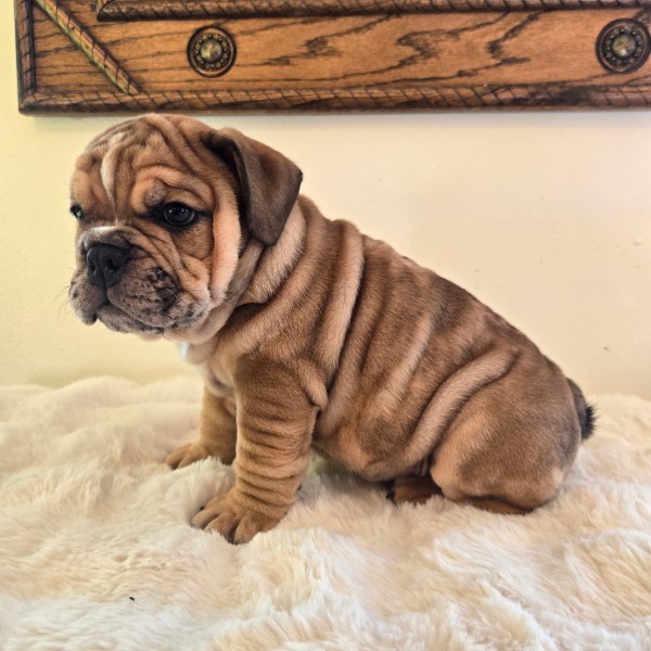 English Bulldog puppy Diesel