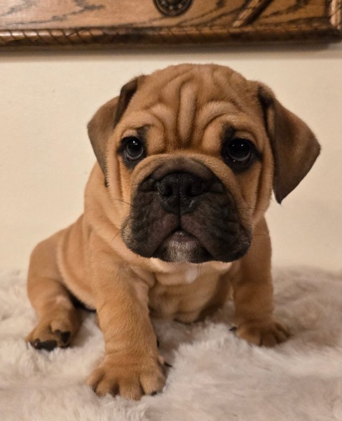 English Bulldog puppy MAX