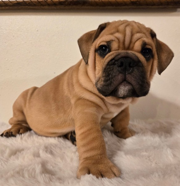 English Bulldog puppy MAX