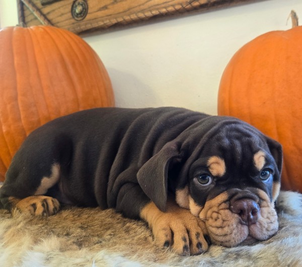 English Bulldog puppy Wilson