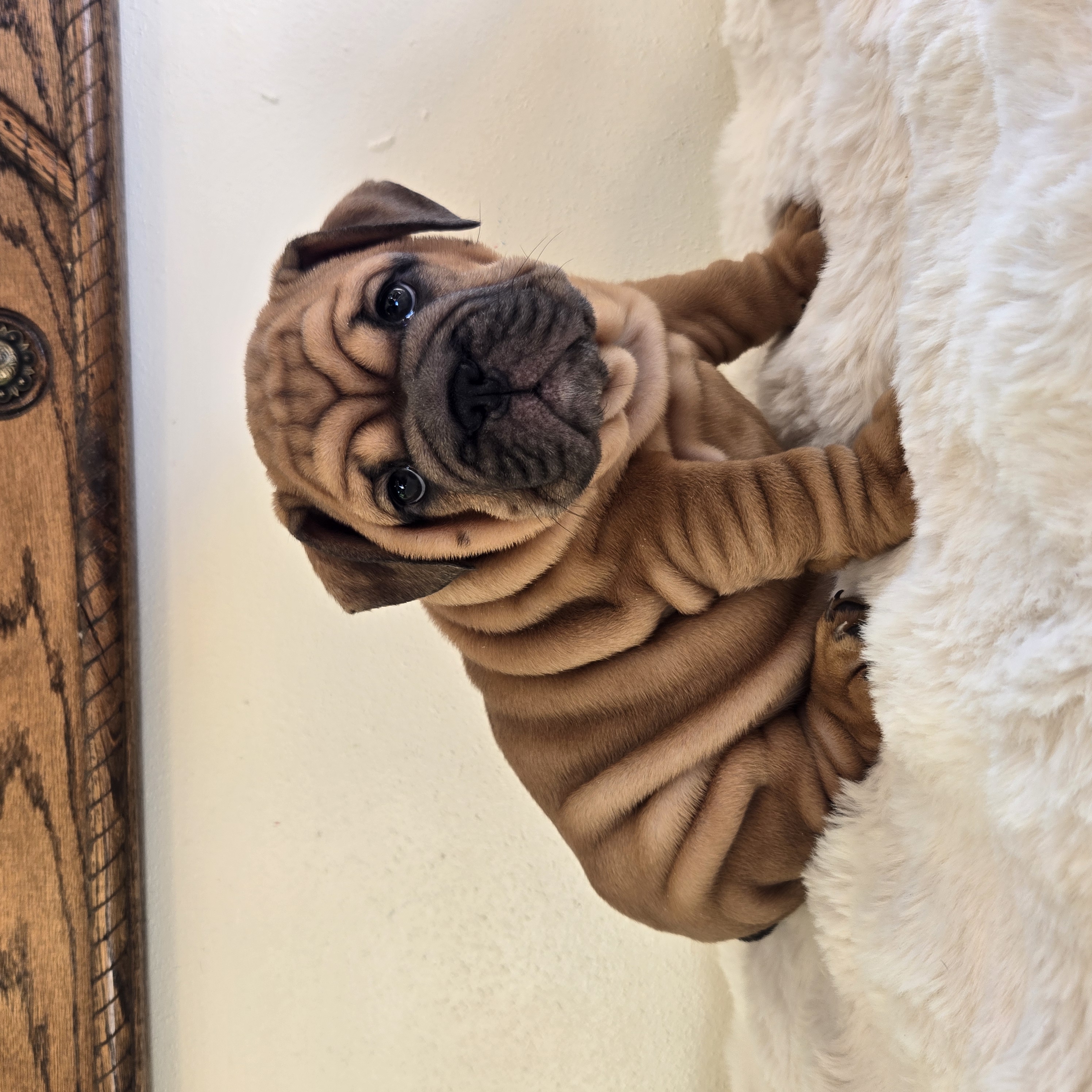 English Bulldog puppy RUBY