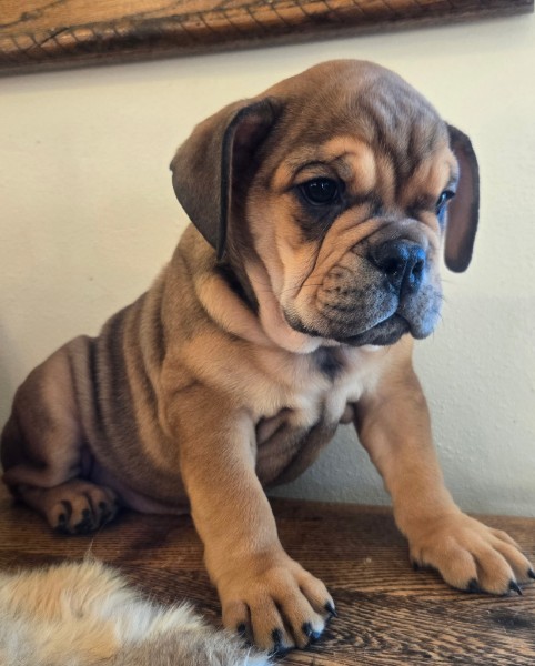 English Bulldog puppy Lucky