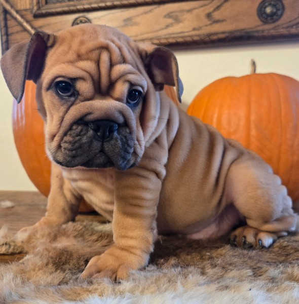 English Bulldog puppy Lander