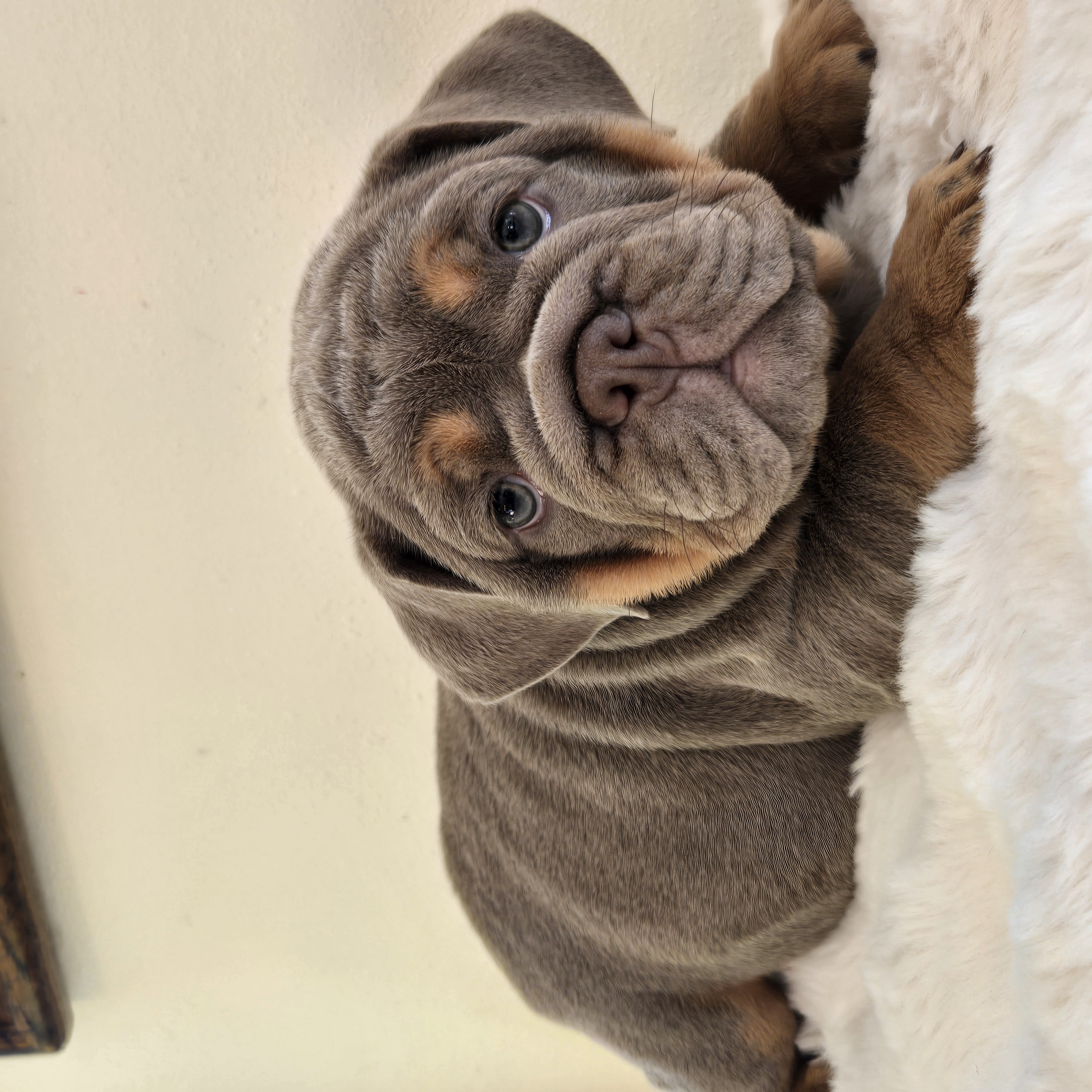 English Bulldog puppy Saphora