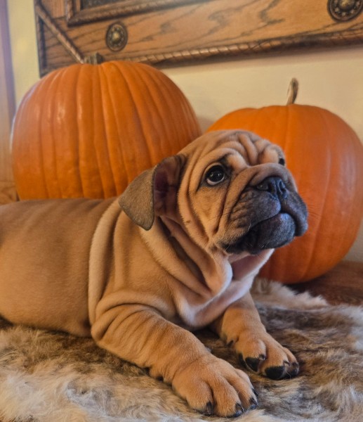 English Bulldog puppy Lander