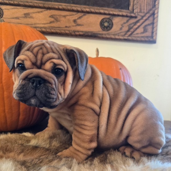 English Bulldog puppy Quincy